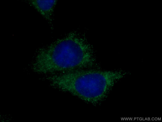 Entactin Antibody in Immunocytochemistry (ICC/IF)