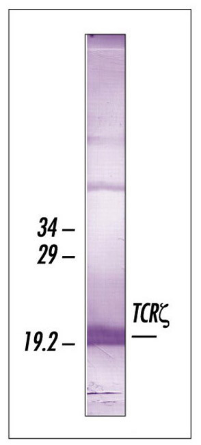 CD3z Antibody in Western Blot (WB)