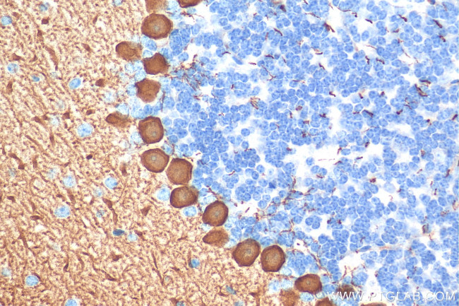 PCP2 Antibody in Immunohistochemistry (Paraffin) (IHC (P))