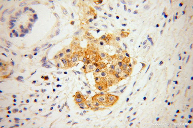 GNG4 Antibody in Immunohistochemistry (Paraffin) (IHC (P))