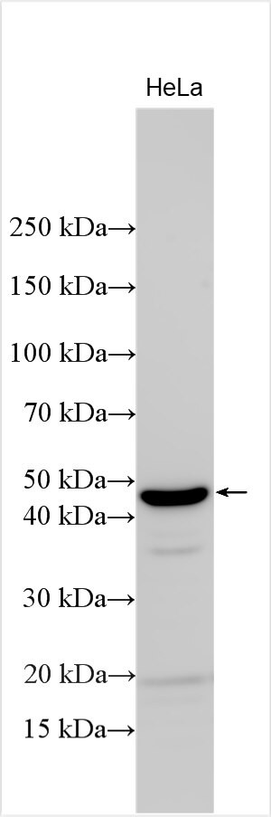 TSSK2 Antibody in Western Blot (WB)