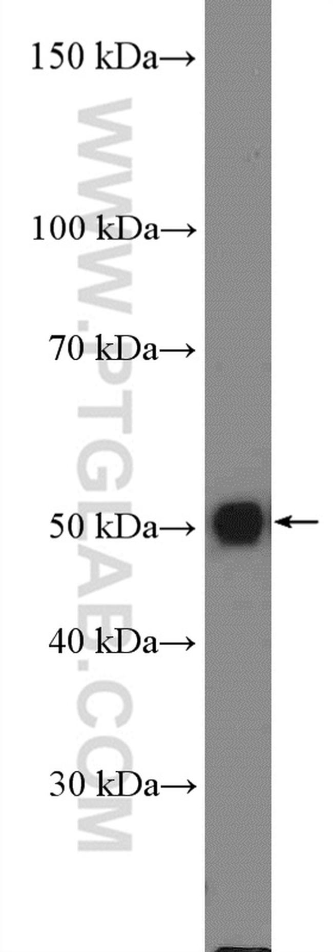 S1PR5/EDG8 Antibody in Western Blot (WB)