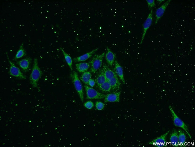 KLHDC3 Antibody in Immunocytochemistry (ICC/IF)