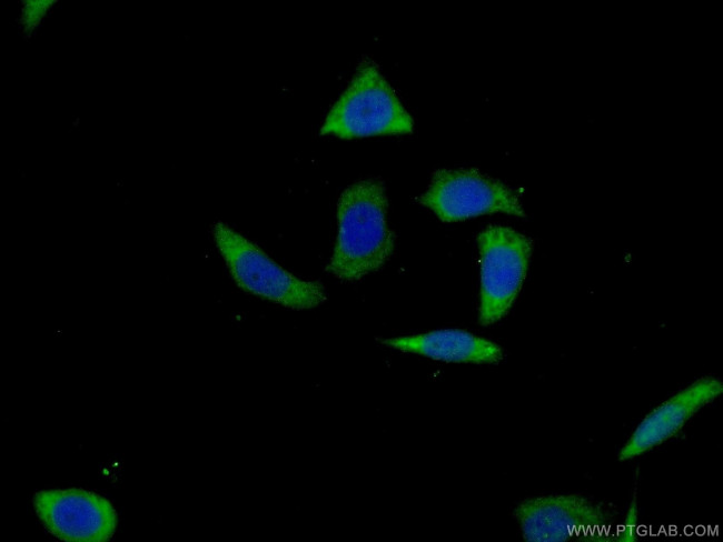 SPAG8 Antibody in Immunocytochemistry (ICC/IF)