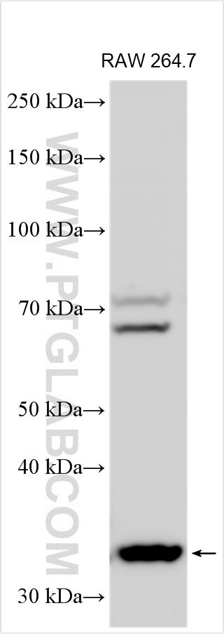 WDFY1 Antibody in Western Blot (WB)