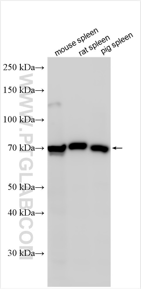 Siglec-12 Antibody in Western Blot (WB)