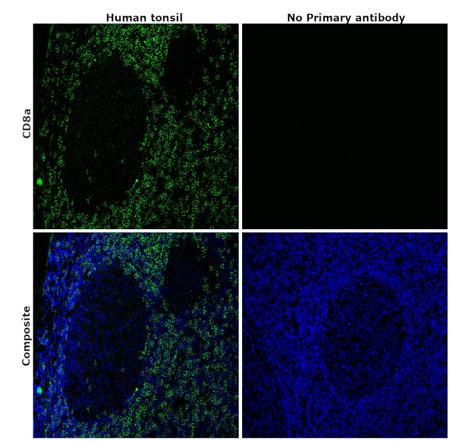 CD8a Antibody in Immunohistochemistry (Paraffin) (IHC (P))