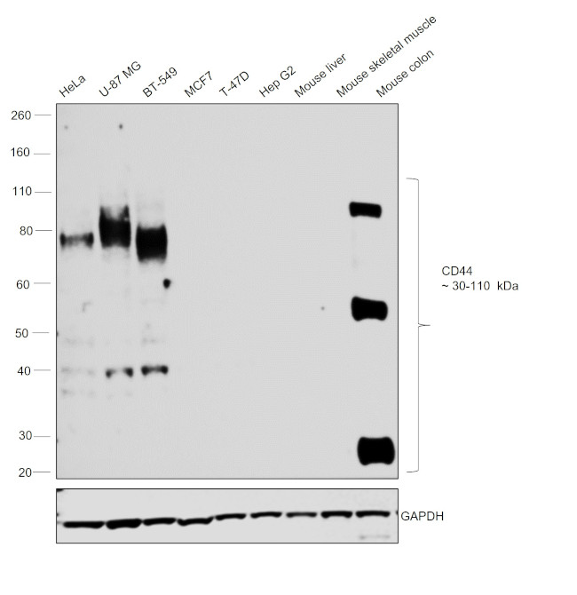 CD44 Antibody