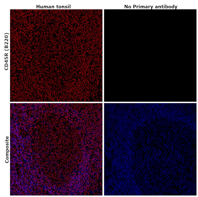 CD45R (B220) Antibody in Immunohistochemistry (Paraffin) (IHC (P))