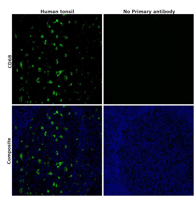 潜伏期間「Incubation.」CD CD68 Monoclonal Antibody (KP1) (14-0688-82)