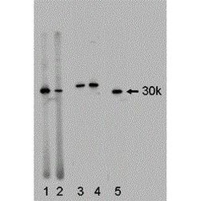 14-3-3 gamma Antibody in Western Blot (WB)