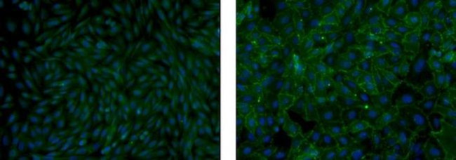 Mouse IgM Isotype Control in Immunocytochemistry (ICC/IF)