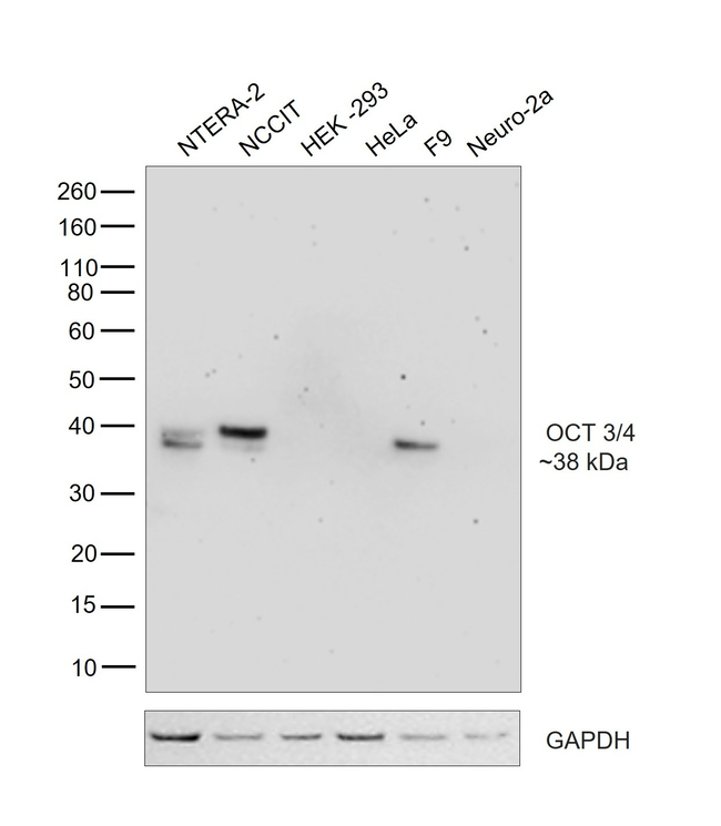 OCT3/4 Antibody in Western Blot (WB)