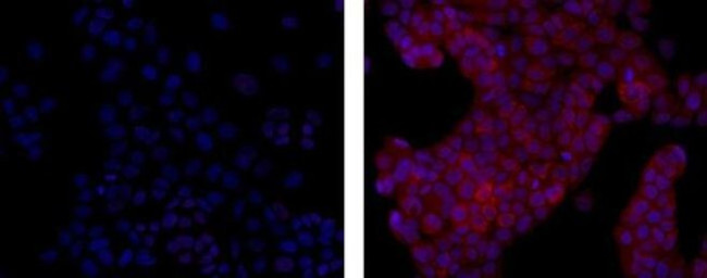 MCL-1 Antibody in Immunocytochemistry (ICC/IF)