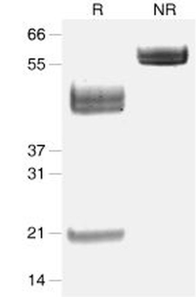 Mouse IL-23 Protein in Western blot control (WB Ctrl)