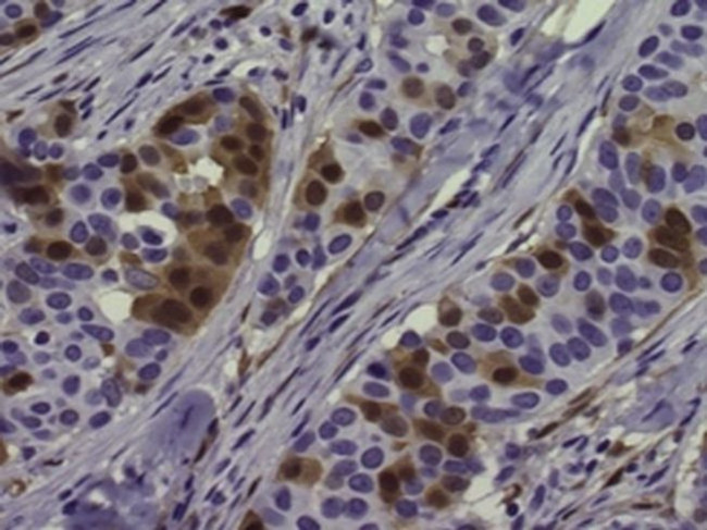 Phospho-ERK1/2 (Thr202, Tyr204) Antibody in Immunohistochemistry (Paraffin) (IHC (P))