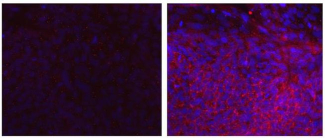 PCDH1 (Protocadherin 1) Antibody in Immunocytochemistry (ICC/IF)