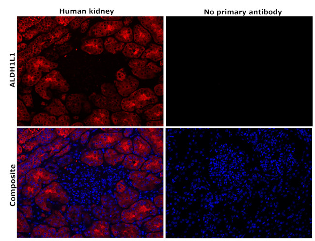 ALDH1L1 Antibody in Immunohistochemistry (Paraffin) (IHC (P))