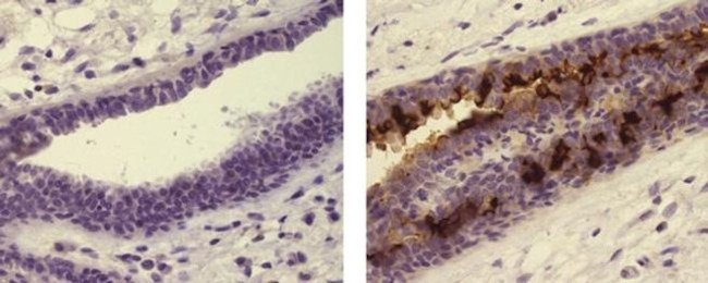 Globo H Antibody in Immunohistochemistry (Paraffin) (IHC (P))