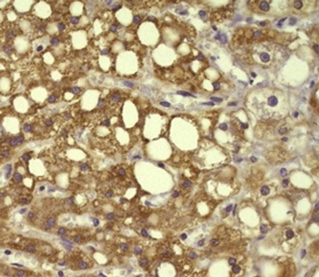 Connexin 32 Antibody in Immunohistochemistry (Paraffin) (IHC (P))