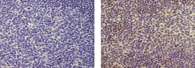 SPI-B Antibody in Immunohistochemistry (Paraffin) (IHC (P))
