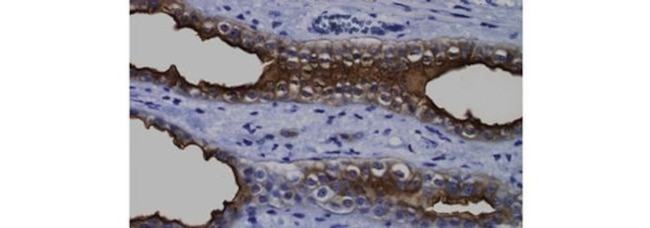 Blood Group Antigen H (O) Type 1 Antibody in Immunohistochemistry (Paraffin) (IHC (P))