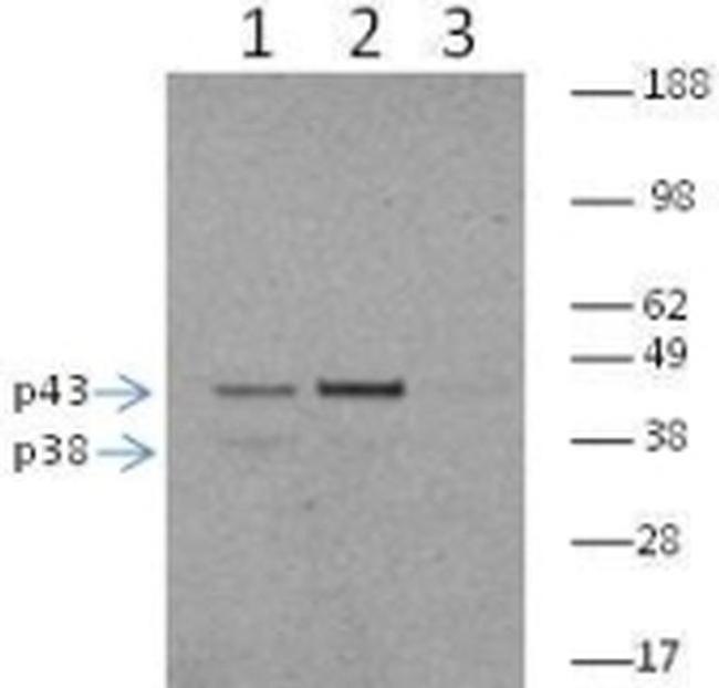 Caspase 11 Antibody in Western Blot (WB)
