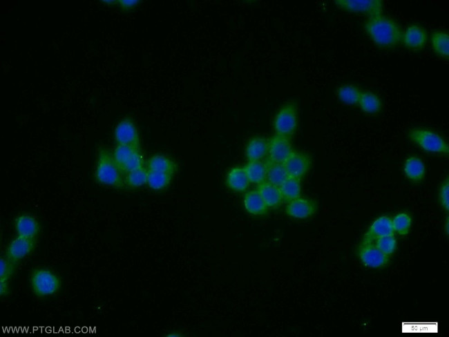 CTRP4 Antibody in Immunocytochemistry (ICC/IF)