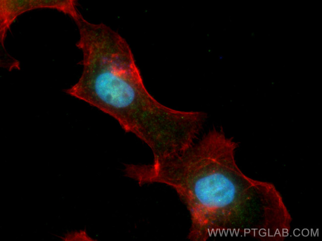 SYNCRIP Antibody in Immunocytochemistry (ICC/IF)
