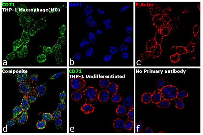 CD71 (Transferrin Receptor) Antibody in Immunocytochemistry (ICC/IF)
