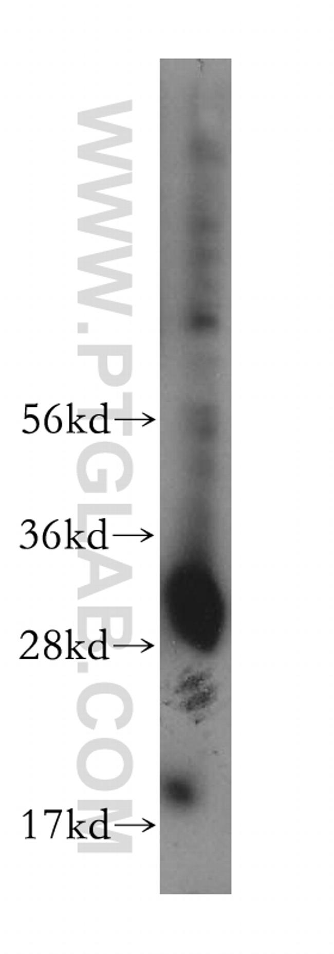 OVOL1 Antibody in Western Blot (WB)