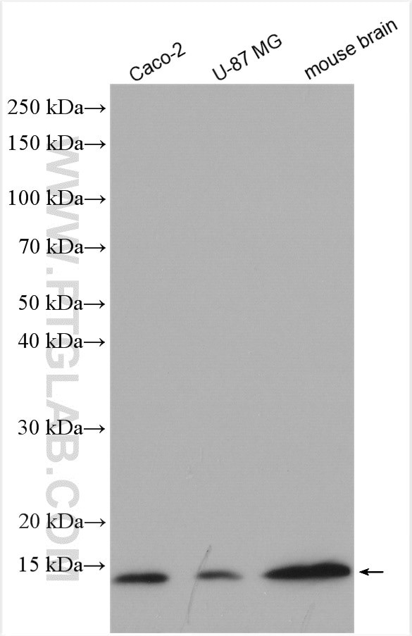 UBL3 Antibody in Western Blot (WB)