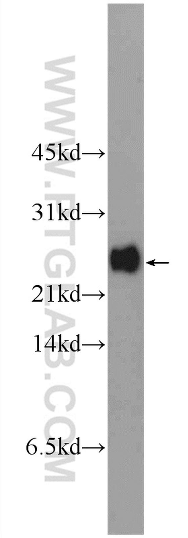PRR13 Antibody in Western Blot (WB)