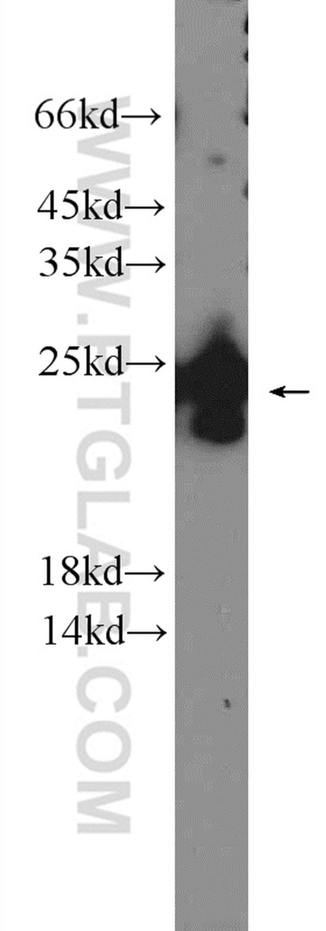 PRRG1 Antibody in Western Blot (WB)