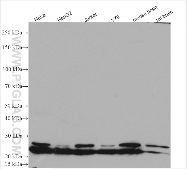 RPL9 Antibody in Western Blot (WB)