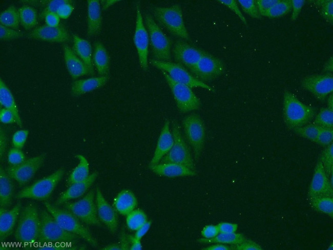 TMED4 Antibody in Immunocytochemistry (ICC/IF)
