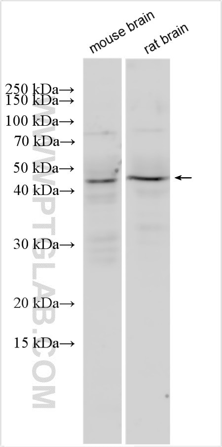 LMX1A Antibody in Western Blot (WB)