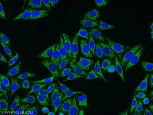 SHMT1 Antibody in Immunocytochemistry (ICC/IF)