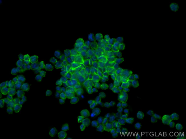 LILRB2 Antibody in Immunocytochemistry (ICC/IF)
