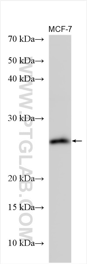 MREG Antibody in Western Blot (WB)
