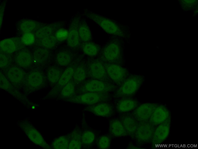 TRIM24 Antibody in Immunocytochemistry (ICC/IF)