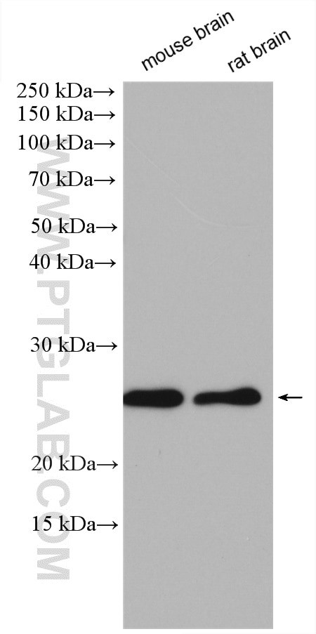 MRAS Antibody in Western Blot (WB)