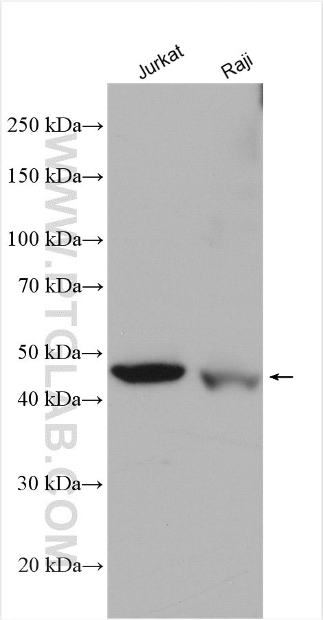 Cytohesin 1 Antibody in Western Blot (WB)