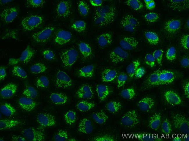 CNIH2 Antibody in Immunocytochemistry (ICC/IF)