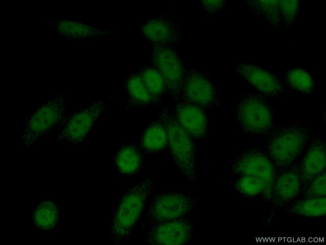 HLTF Antibody in Immunocytochemistry (ICC/IF)