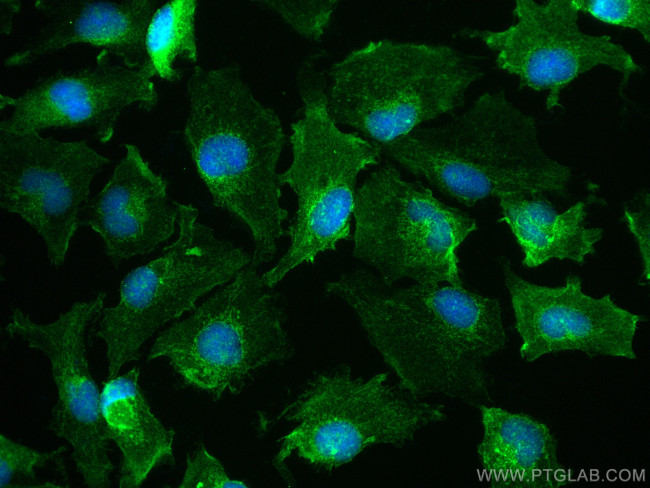 PPIP5K1 Antibody in Immunocytochemistry (ICC/IF)