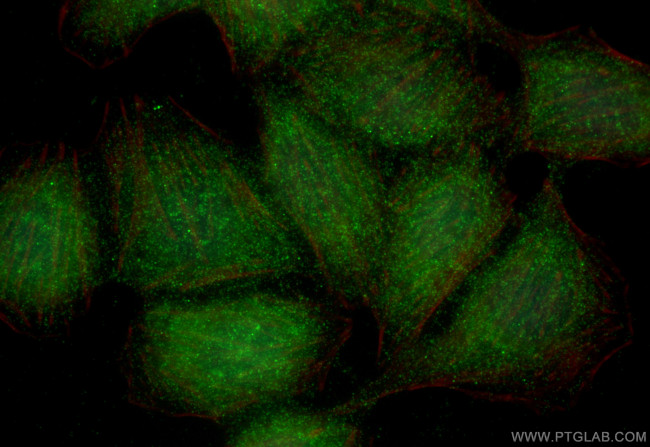 RNF114 Antibody in Immunocytochemistry (ICC/IF)