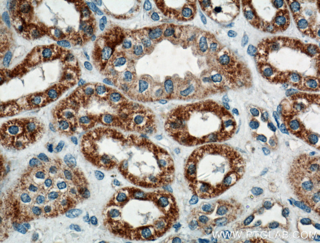 WNT4 Antibody in Immunohistochemistry (Paraffin) (IHC (P))
