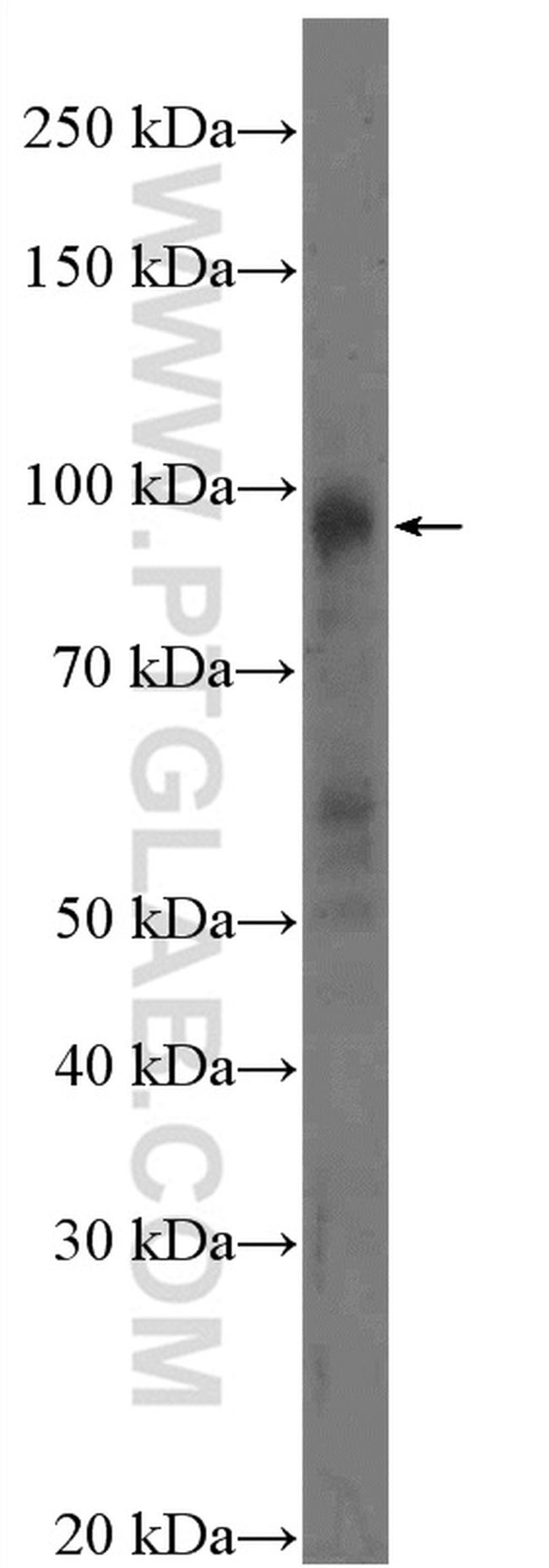 WEE1 Antibody in Western Blot (WB)