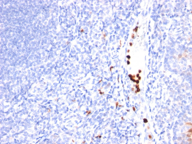 Granulocyte-Colony Stimulating Factor (G-CSF) Antibody in Immunohistochemistry (Paraffin) (IHC (P))